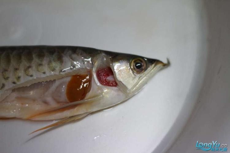 龍魚頭上翹尾巴下沉 龍魚頭上翹尾巴下沉 龍魚百科 第28張