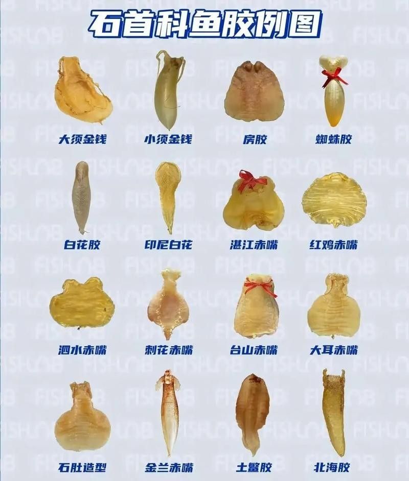 龍魚頭上翹尾巴下沉 龍魚頭上翹尾巴下沉 龍魚百科 第23張