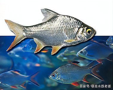 巨骨舌魚保護政策的國際影響：巨骨舌魚保護對當地社區生計影響