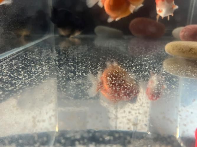 金龍魚(yú)的卵