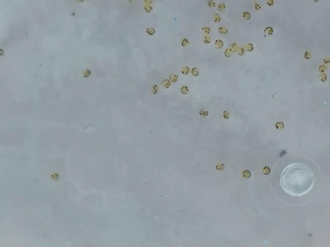 金龍魚(yú)的卵