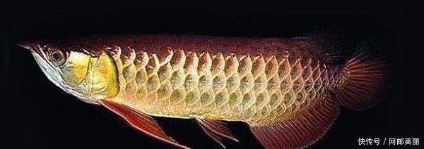 金龍魚(yú)多大能看出鱗框和珠鱗：金龍魚(yú)多大能看出鱗框和珠鱗呢？ 金龍魚(yú)多大能看出鱗框和珠鱗：金龍魚(yú)多大能看出鱗框和珠鱗呢？ 龍魚(yú)百科 第3張