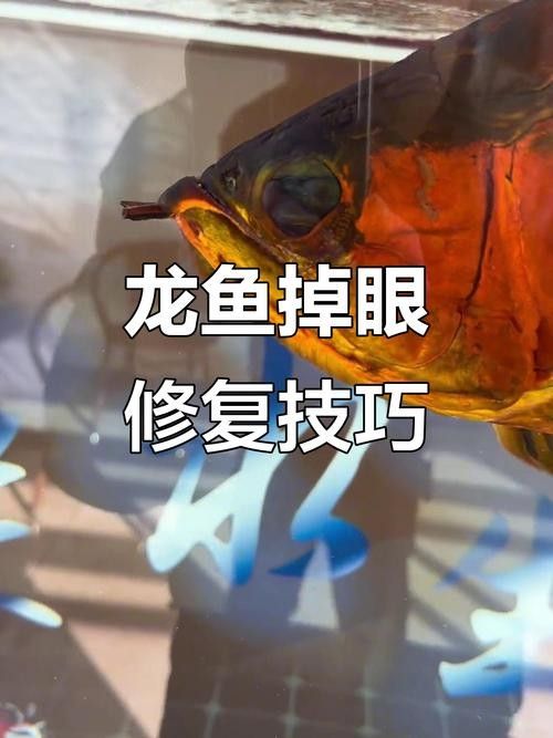龍魚(yú)掉眼最簡(jiǎn)單的恢復(fù)方法圖解大全