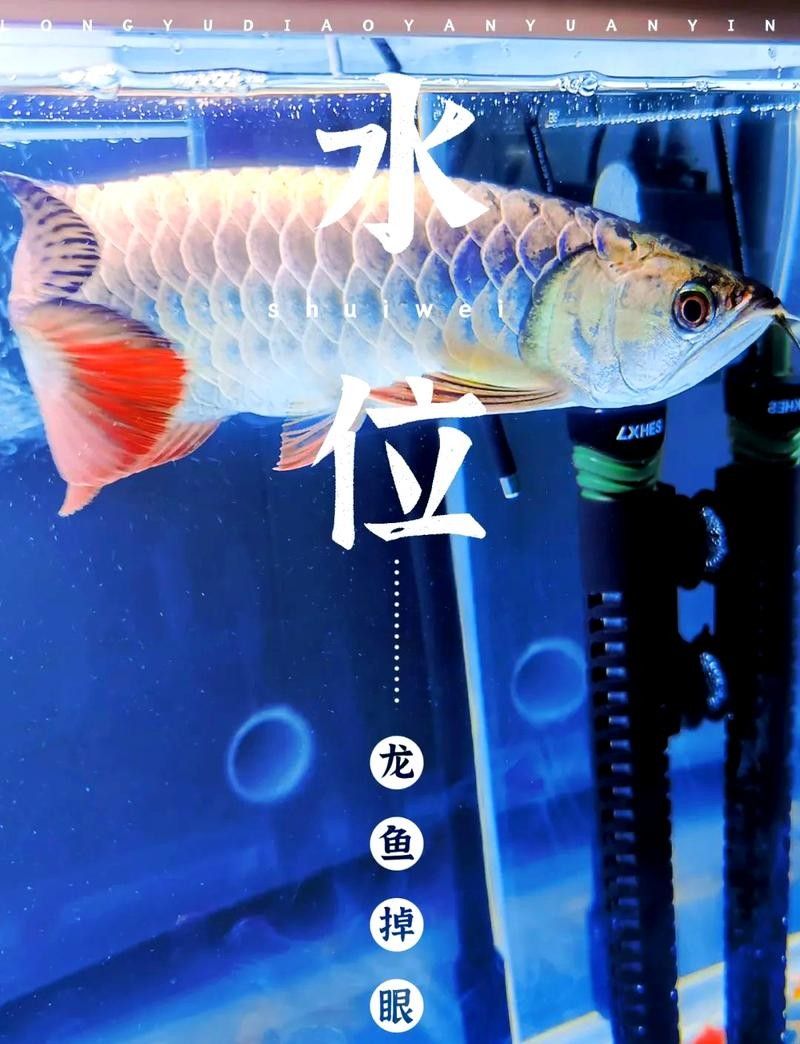 龍魚(yú)掉眼最簡(jiǎn)單的恢復(fù)方法圖解大全