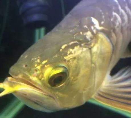 金龍魚老張嘴怎么回事