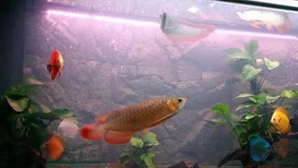 龍魚缸什么底色好養活