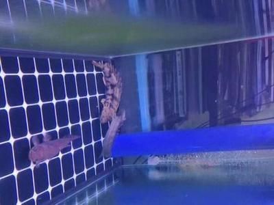 虎紋恐龍魚捕食方法（虎紋恐龍魚捕食方法詳細(xì)介紹虎紋恐龍魚捕食技巧提升）