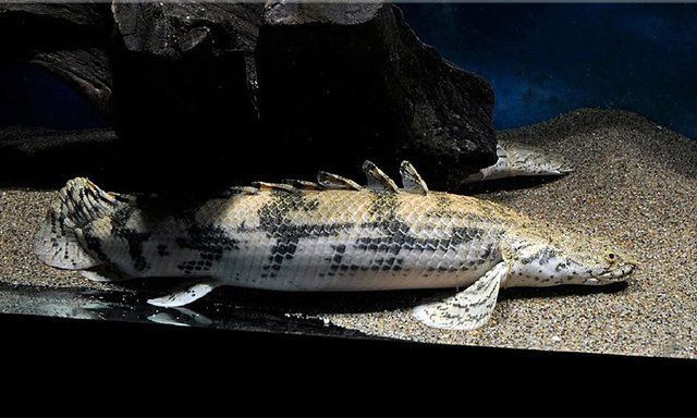 虎紋恐龍魚捕食方法（虎紋恐龍魚捕食方法詳細(xì)介紹虎紋恐龍魚捕食技巧提升）