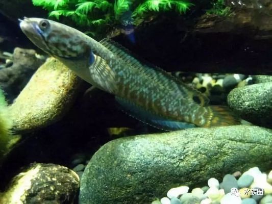 雷龍魚繁殖箱設計要點：雷龍魚繁殖期飼料選擇指南，
