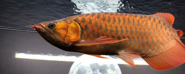 20度水溫養龍魚（養龍魚水溫20度能活嗎）