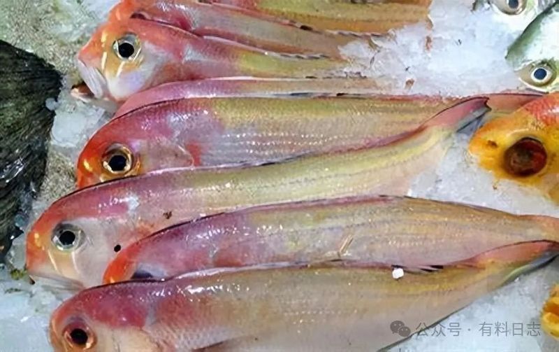 金槍魚為何要少吃
