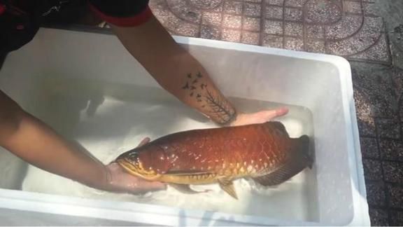 紅龍魚喂甲魚好嗎（吃甲魚有什么好處？）