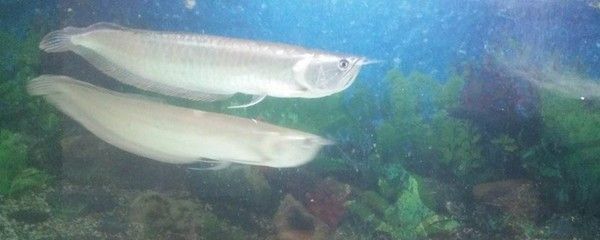 銀龍魚蒙眼用頭孢可以嗎（如何治療銀龍魚蒙眼）