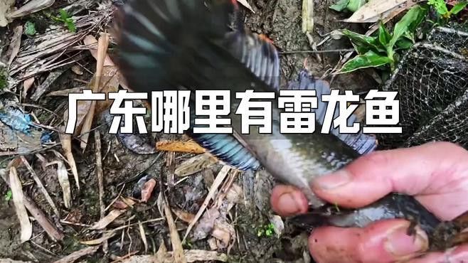佛山哪些溪流有雷龍魚(yú)？