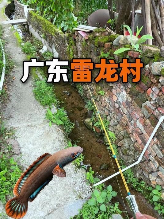 佛山哪些溪流有雷龍魚(yú)？