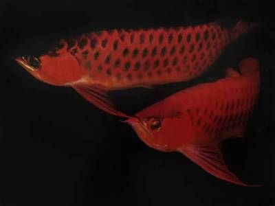龍魚一般可以頂多久不吃東西就死了：龍魚不吃東西的存活能力
