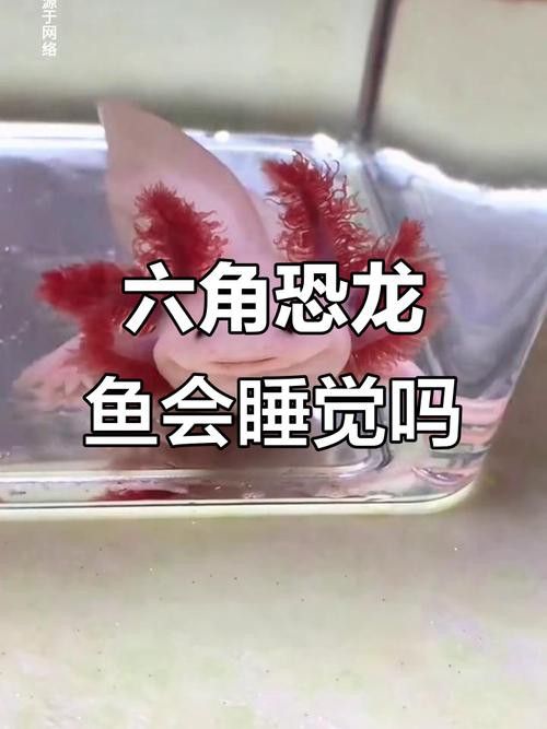 六角龍魚過冬怎么養