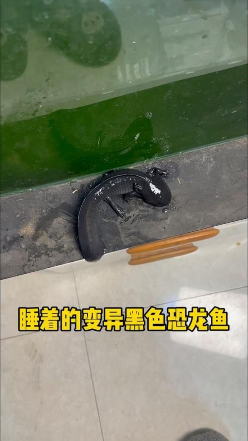 六角龍魚過冬怎么養
