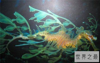 龍魚繁殖周期概述（龍魚的繁殖周期是多久？）
