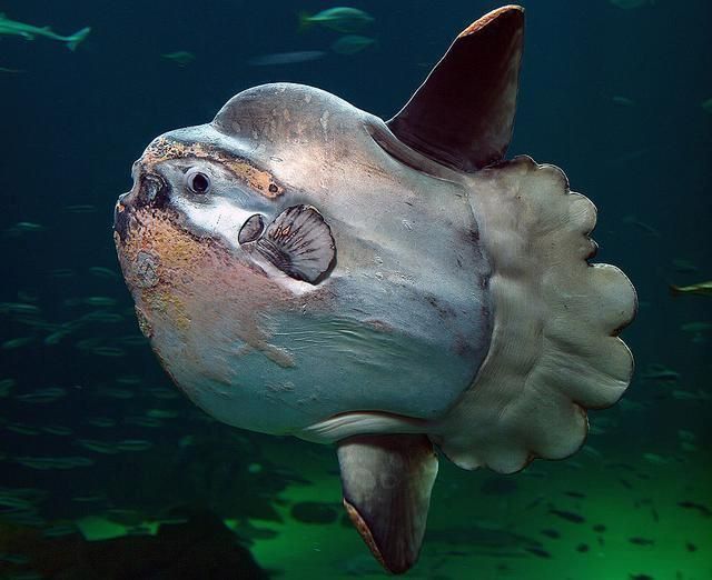 馬拉莫魚為何是雜牌魚