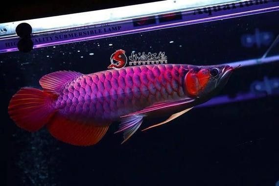 龍魚病癥與治療方法圖片高清