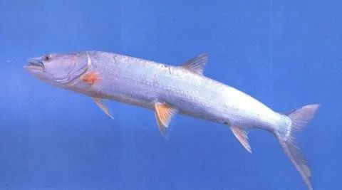 老虎魚的真名叫什么