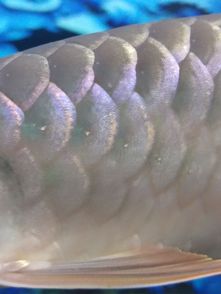 金龍魚和清道夫混養：金龍魚和清道夫可以混養一直是魚類愛好者關心的話題