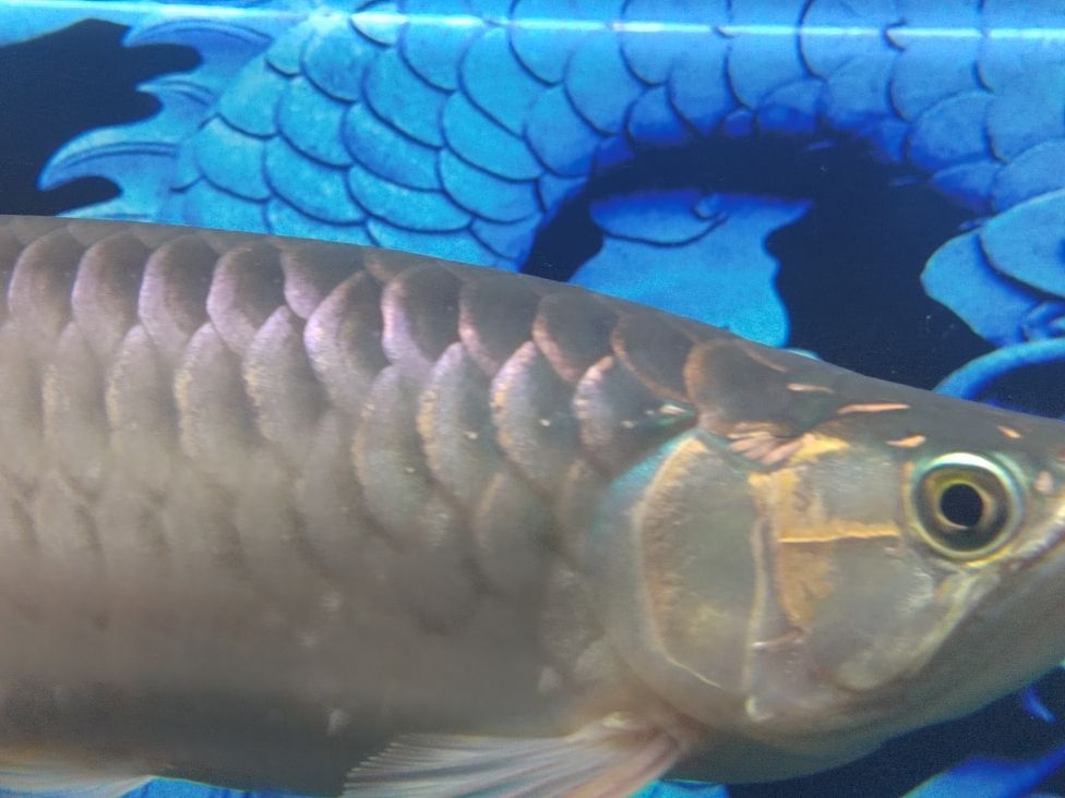 金龍魚和清道夫混養：金龍魚和清道夫可以混養一直是魚類愛好者關心的話題