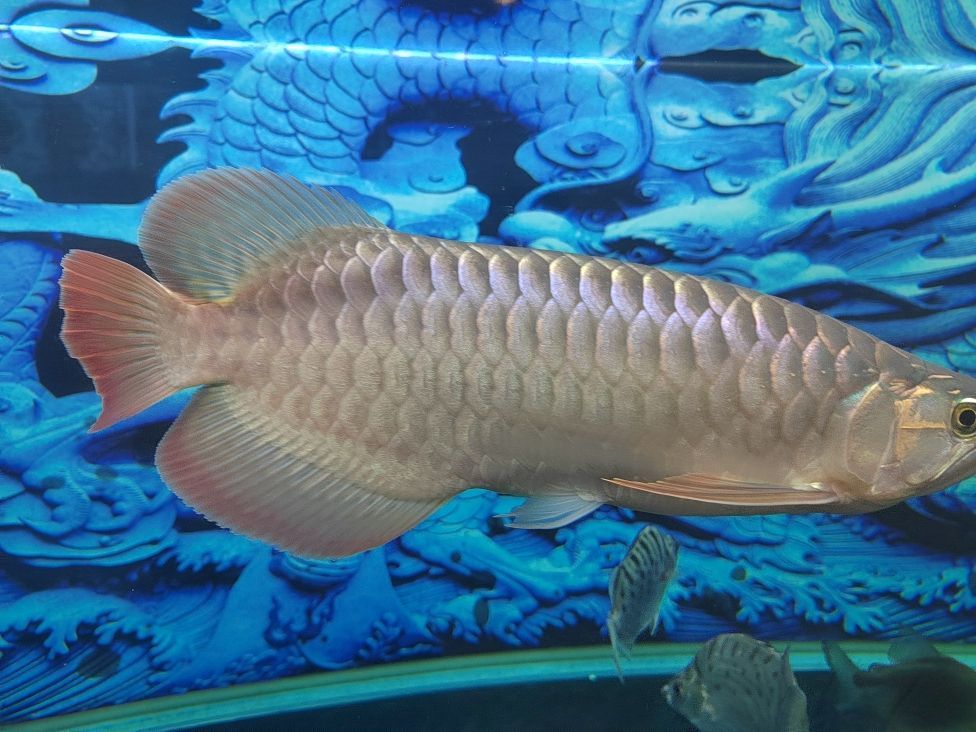 金龍魚和清道夫混養：金龍魚和清道夫可以混養一直是魚類愛好者關心的話題