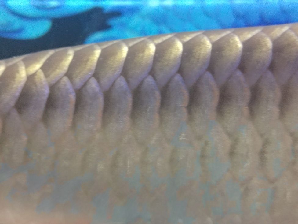 金龍魚和清道夫混養：金龍魚和清道夫可以混養一直是魚類愛好者關心的話題