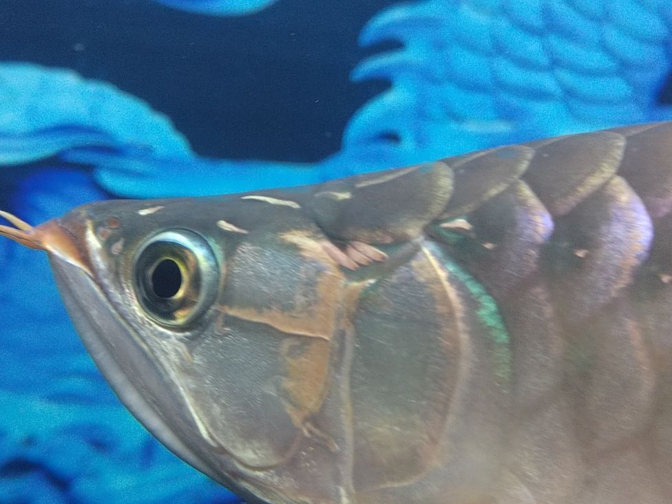 金龍魚和清道夫混養：金龍魚和清道夫可以混養一直是魚類愛好者關心的話題