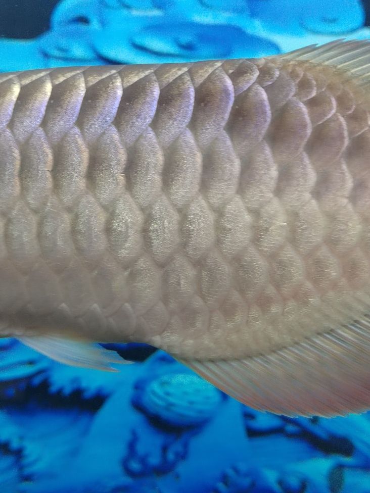 金龍魚和清道夫混養：金龍魚和清道夫可以混養一直是魚類愛好者關心的話題