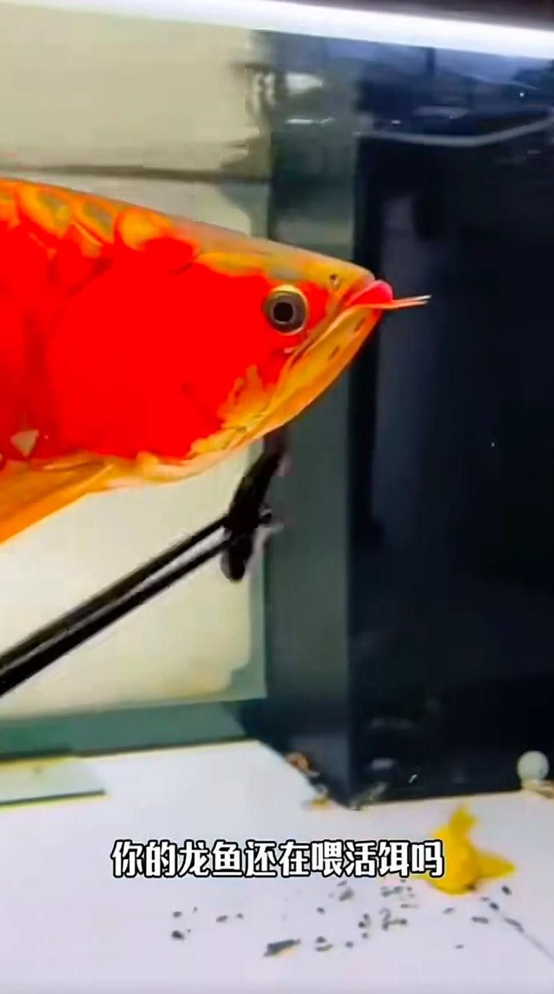 紅龍魚飼料配方大全表圖片
