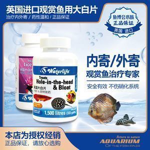 龍魚掉地上能摔死嗎為什么：大白片對龍魚是否有傷害
