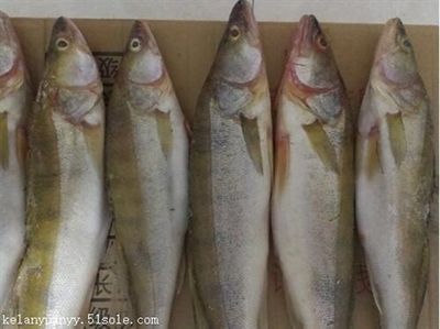 龍魚哪家好，龍魚養殖技巧有哪些