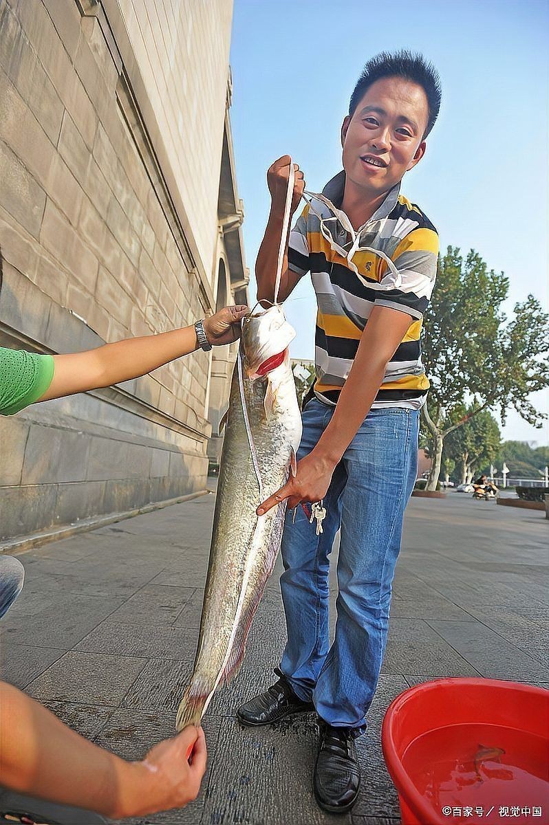 一條大的金龍魚多少錢啊 一條大的金龍魚多少錢啊 龍魚百科 第14張