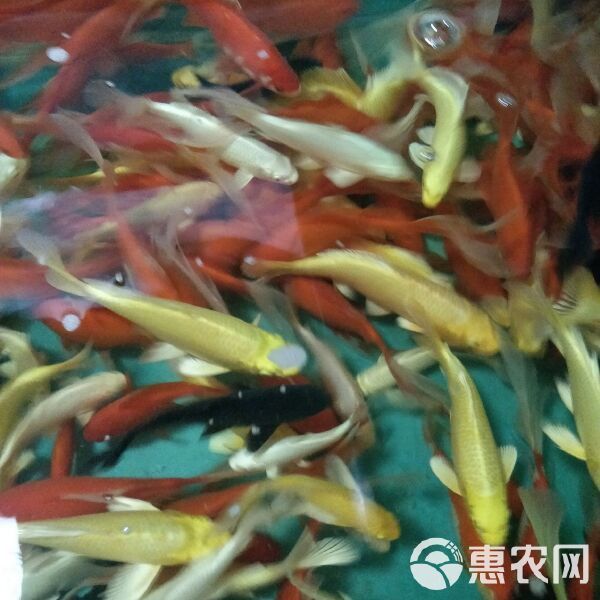 小金魚幾塊錢一條
