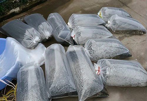 金龍魚幼苗的運輸方式有哪些