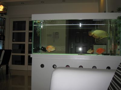 金龍魚要多大的缸養最好呢：關于金龍魚魚缸尺寸的一些詳細信息