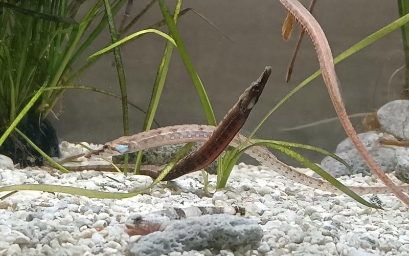 淡水海龍魚用什么水質最好釣 龍魚百科 第3張 淡水海龍魚用什么水質最好釣 淡水海龍魚用什么水質最好釣 龍魚百科 第3張