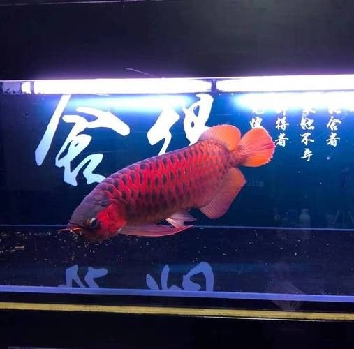 龍魚(yú)圖片頭像高清 龍魚(yú)圖片頭像高清 龍魚(yú)百科 第7張