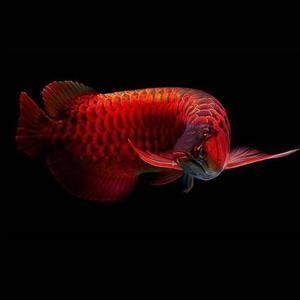 龍魚(yú)圖片頭像高清 龍魚(yú)圖片頭像高清 龍魚(yú)百科 第19張