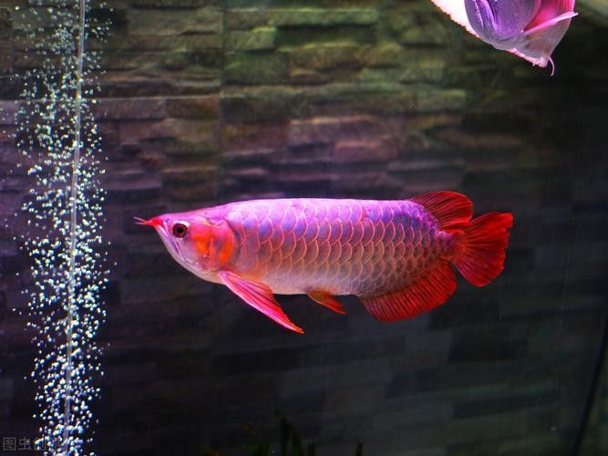 龍魚(yú)圖片頭像高清 龍魚(yú)圖片頭像高清 龍魚(yú)百科 第17張