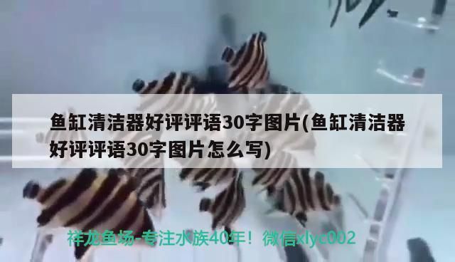 金龍魚混養最佳搭配圖片欣賞一下：金龍魚一起養的魚
