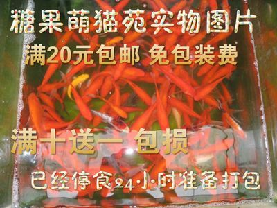 龍魚打包發貨48小時安全嗎：龍魚打包發貨安全性受到多種因素的影響