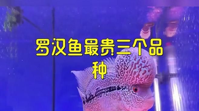 羅漢魚最貴三個品種
