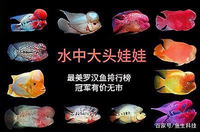 羅漢魚最貴三個品種