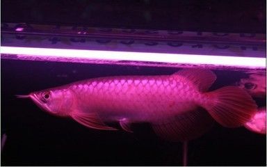 龍魚進口多少錢一條啊圖片及價格：進口龍魚價格波動如何辨別龍魚品種真偽血紅龍魚養殖技巧