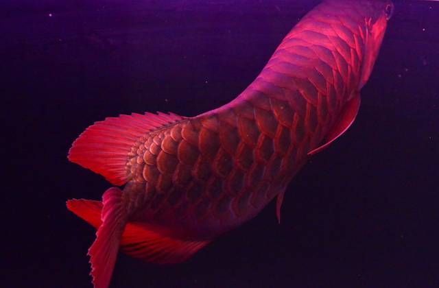 龍魚進口多少錢一條啊圖片及價格：進口龍魚價格波動如何辨別龍魚品種真偽血紅龍魚養殖技巧