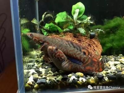 龍魚家里養幾個好：家里養龍魚的最佳數量